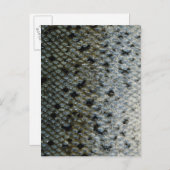 Schaalvis 2 briefkaart (Voorkant / Achterkant)