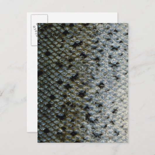 Schaalvis 2 briefkaart (Voorkant / Achterkant)