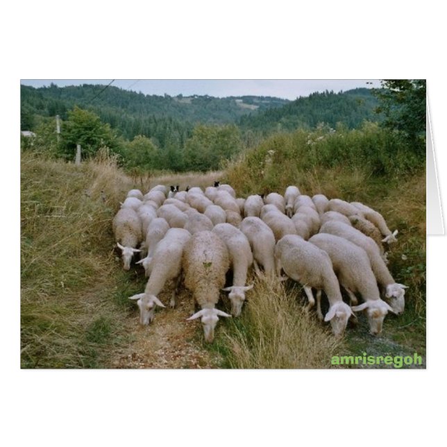 schaap (Voorkant Horizontaal)