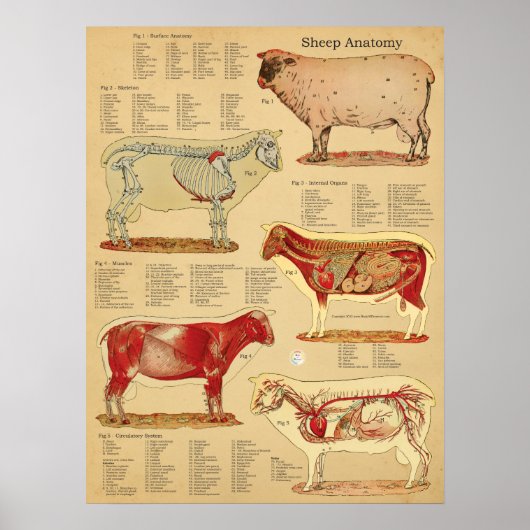 Schaap Anatomie Atlas Chart Poster (Voorkant)