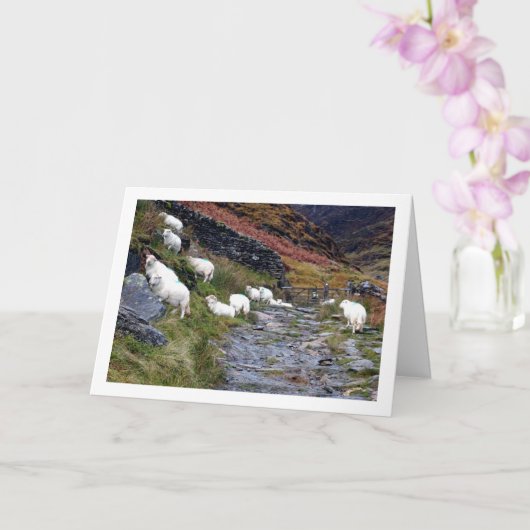 Schaap bij het meer kaart (Orchidee)