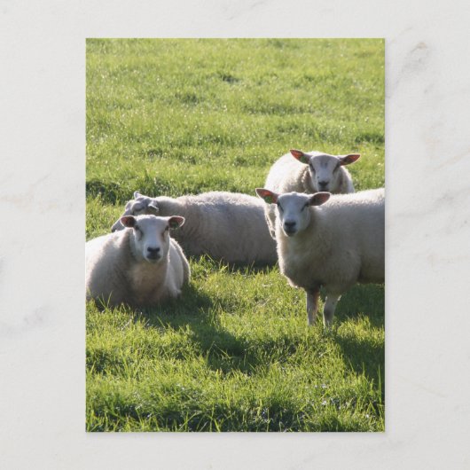 Schaap Briefkaart (Voorkant)