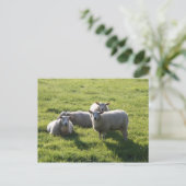 Schaap Briefkaart (Staand voorkant)