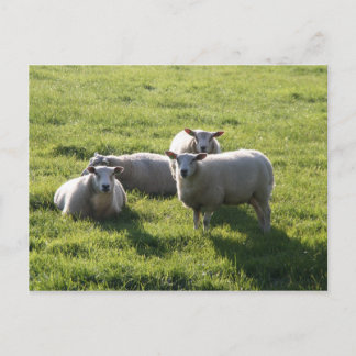 Schaap Briefkaart