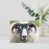 schaap briefkaart (Staand voorkant)