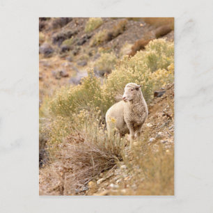 Schaap Briefkaart
