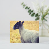 Schaap Briefkaart (Staand voorkant)