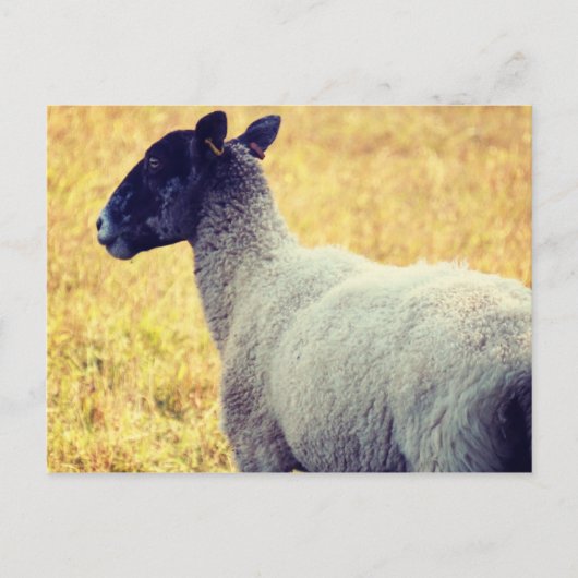 Schaap Briefkaart (Voorkant)