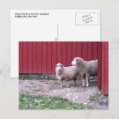 Schaap Briefkaart (Voorkant / Achterkant)