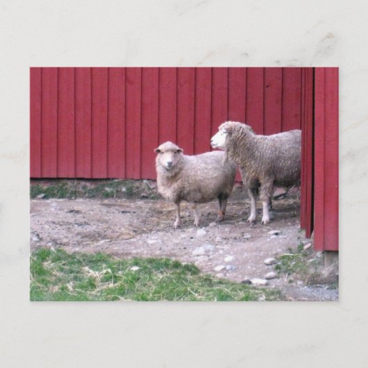 Schaap Briefkaart (Voorkant)