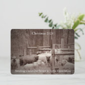 Schaap in vredig wachten op Kerstmis 2023 Feestdagenkaart (Staand voorkant)