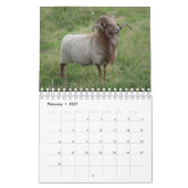 Schaap Kalender (Feb 2027)