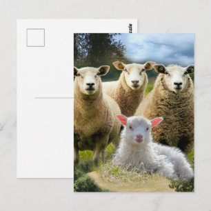 Schaap Kudde Schaap Kudde Baby Lam Briefkaart