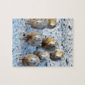 Schaap Legpuzzel (Horizontaal)