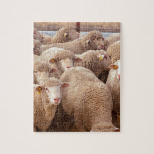 Schaap Legpuzzel