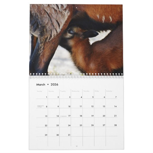Schaap Liefhebbers Kalender, Schapenfoto's Kalender (Mar 2026)