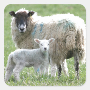 Schaap met haar lam vierkante sticker