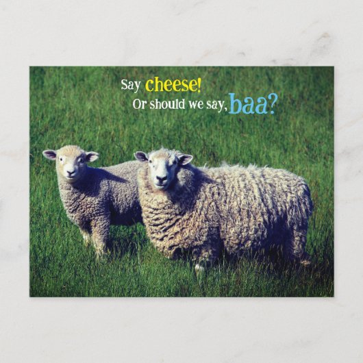 Schaap met lam in graswei briefkaart (Voorkant)