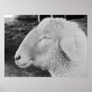 Schaap Poster
