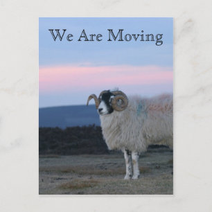 Schaap, wij verplaatsen Kaart
