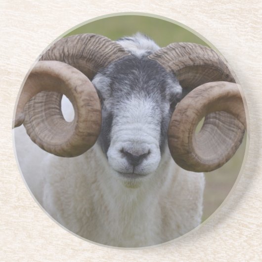 Schaap Zandsteen Onderzetter (Voorkant)