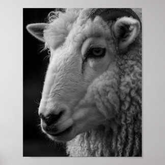 Schaap Zwart en Wit Studio Wand Kunst Poster