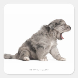 Schaappuppy van de Pyreneeën (4 weken) Vierkante Sticker
