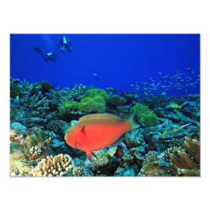 Schaapskop papegaaivis Scarus Foto Afdruk