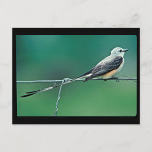 Schaarstaartvlieger Briefkaart