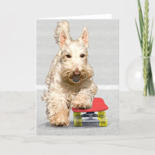 Schaatsende Scottish Terrier wenskaart Kaart