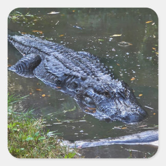 Schaduw in het ondiepe water vierkante sticker