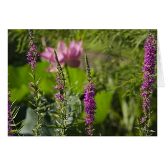 Schaduwen van roze en Paars