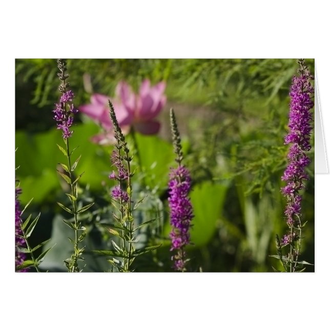 Schaduwen van roze en Paars (Voorkant Horizontaal)