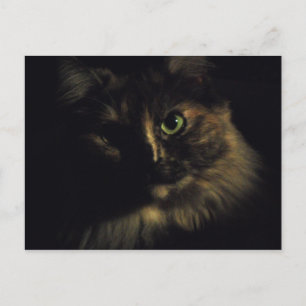 Schaduwkat Kunstfotografie Groene Ogen Kitten Briefkaart