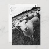 Schafe Briefkaart (Voorkant / Achterkant)