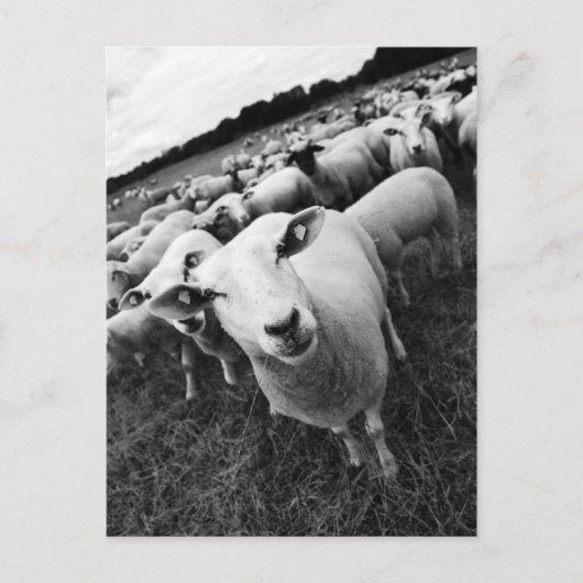 Schafe Briefkaart (Voorkant)