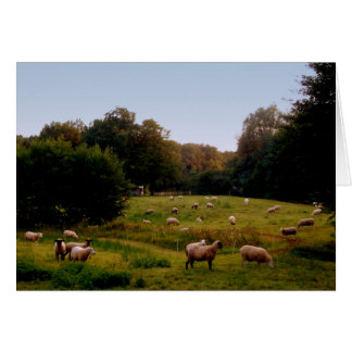 Schapen