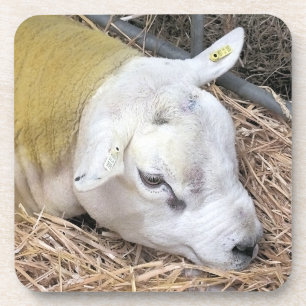 SCHAPEN BIER ONDERZETTER