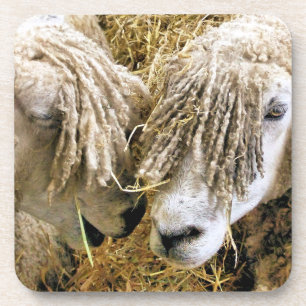 SCHAPEN BIER ONDERZETTER