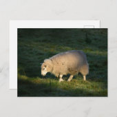 Schapen Briefkaart (Voorkant / Achterkant)
