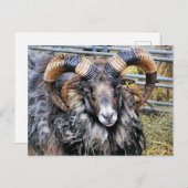 SCHAPEN BRIEFKAART (Voorkant / Achterkant)