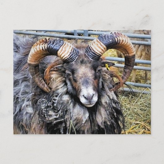 SCHAPEN BRIEFKAART (Voorkant)