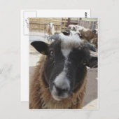 Schapen Briefkaart (Voorkant / Achterkant)
