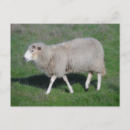 Schapen Briefkaart