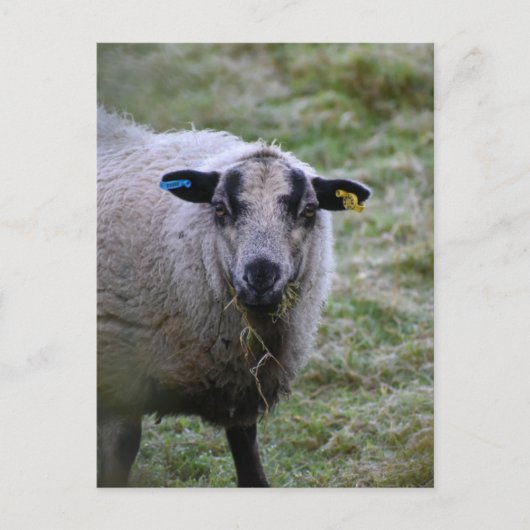 Schapen Briefkaart (Voorkant)