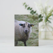 Schapen Briefkaart (Staand voorkant)