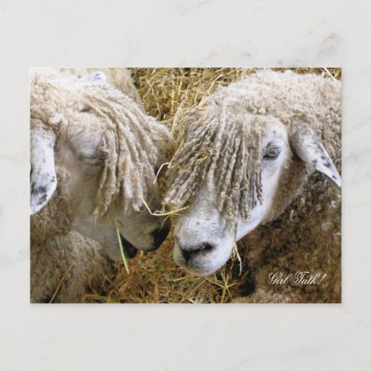 SCHAPEN BRIEFKAART (Voorkant)