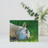 SCHAPEN BRIEFKAART (Staand voorkant)