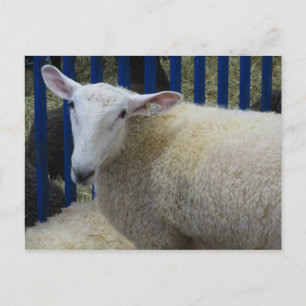 Schapen Briefkaart