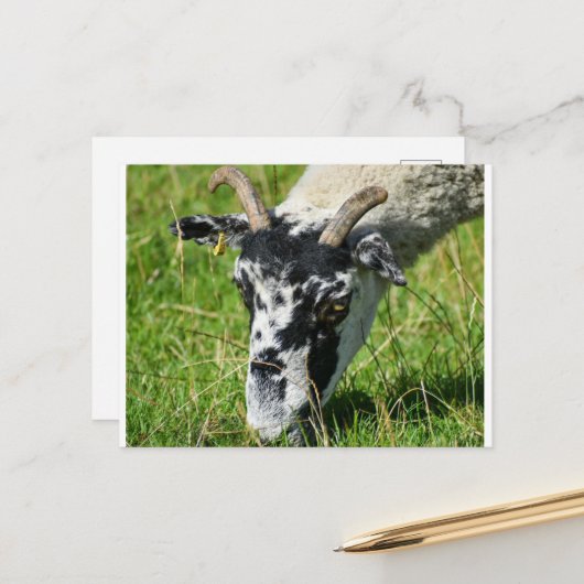 Schapen Briefkaart (Voorkant / Achterkant in situ)